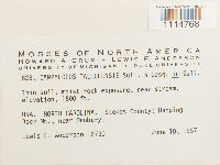 Campylopus flexuosus image