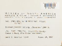 Campylopus flexuosus image