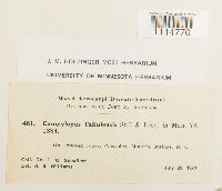 Campylopus flexuosus image