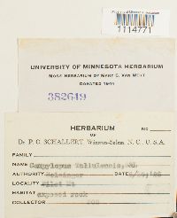 Campylopus flexuosus image