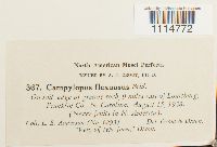 Campylopus flexuosus image