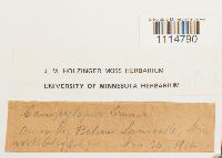 Media resource of Brothera leana