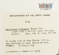 Image Associated With the Occurrence