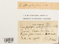 Media resource of Campylopus alto-filifolius