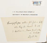 Campylopus alto-filifolius image