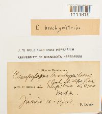 Media resource of Campylopus brachymitrius