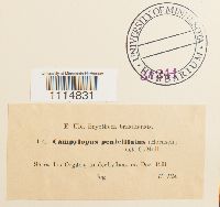 Campylopus penicillatus image