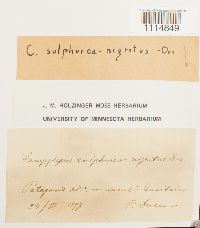 Media resource of Campylopus acuminatus