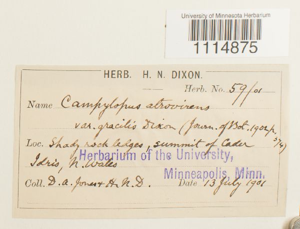 Campylopus atro-virens image