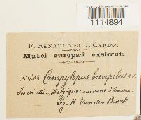Campylopus brevipilus image