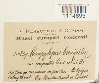 Campylopus brevipilus image