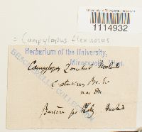 Campylopus flexuosus image