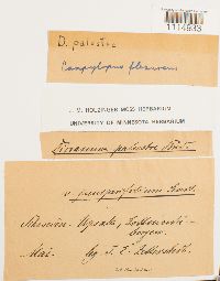 Campylopus flexuosus image