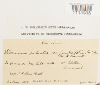 Campylopus flexuosus image