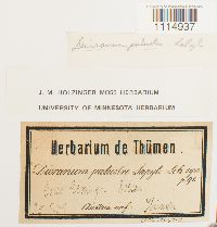 Campylopus flexuosus image