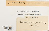 Campylopus flexuosus image