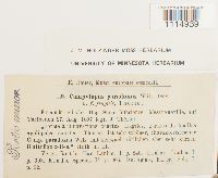 Campylopus flexuosus image