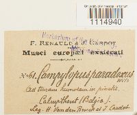 Campylopus flexuosus image