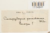 Campylopus flexuosus image