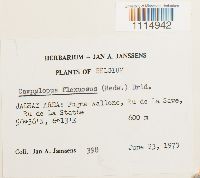 Campylopus flexuosus image