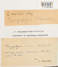 Campylopus flexuosus image