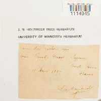 Campylopus flexuosus image