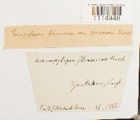 Campylopus flexuosus image