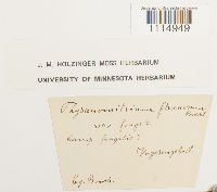 Campylopus flexuosus image