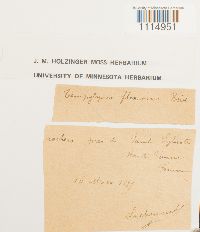 Campylopus flexuosus image