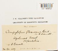 Campylopus flexuosus image