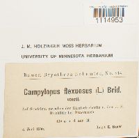 Campylopus flexuosus image