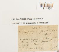 Campylopus flexuosus image