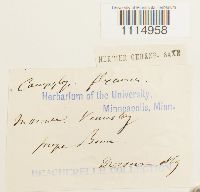 Campylopus flexuosus image