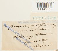 Campylopus flexuosus image