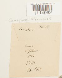 Campylopus flexuosus image