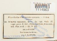 Campylopus flexuosus image