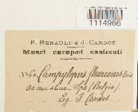 Campylopus flexuosus image