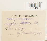 Campylopus flexuosus image