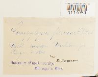 Campylopus flexuosus image