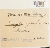 Campylopus flexuosus image