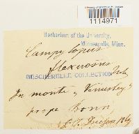 Campylopus flexuosus image