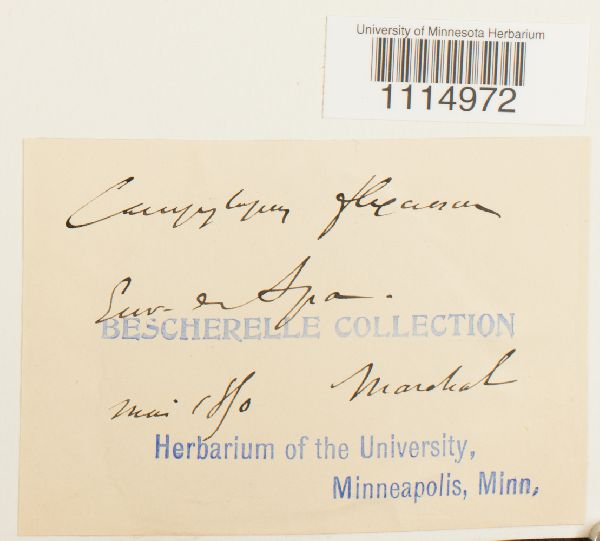 Campylopus flexuosus image