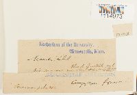 Campylopus flexuosus image