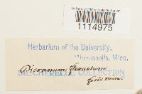 Campylopus flexuosus image