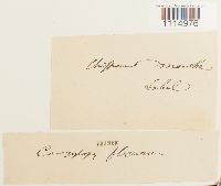 Campylopus flexuosus image