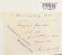 Campylopus flexuosus image