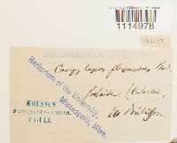 Campylopus flexuosus image