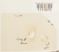 Campylopus flexuosus image