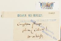 Campylopus flexuosus image