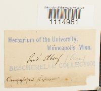 Campylopus flexuosus image